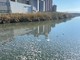 Imperia, la fogna scarica nel torrente Impero a Oneglia, chiazze bianche ovunque (foto) Imperia, la fogna scarica nel torrente Impero a Oneglia, chiazze bianche ovunque (foto)