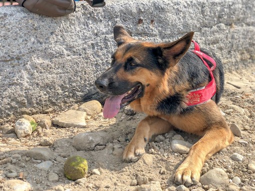 Sanremo: due spiagge libere saranno attrezzate per accogliere gli animali domestici, ok della Giunta Sanremo: due spiagge libere saranno attrezzate per accogliere gli animali domestici, ok della Giunta
