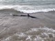 San Lorenzo al Mare: squalo avvistato sulla spiaggia, lettore &quot;Dovrebbe essere il 'pesce volpe'&quot;