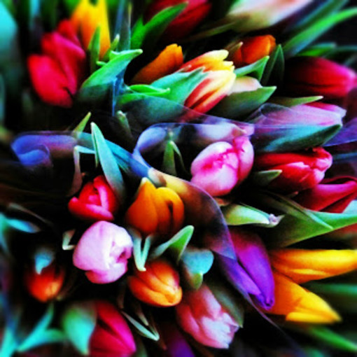 Tulipano: &quot;effusione di colori&quot; di Roberto Fiumara
