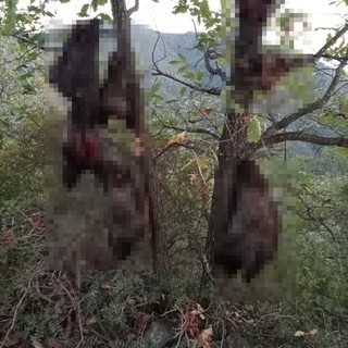 Teste di cinghiali come macabri trofei nell'entroterra: due lettrici "Un atto da condannare unanimemente"