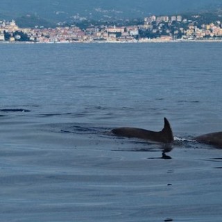 Il saluto dei tursiopi ai turisti di Imperia: osservati speciali dai biologi Il saluto dei tursiopi ai turisti di Imperia: osservati speciali dai biologi
