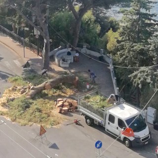 Ad Ospedaletti va avanti il taglio degli alberi pericolosi ma su Facebook non mancano le polemiche