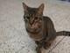 Sanremo: il gattino Tigro è stato adottato
