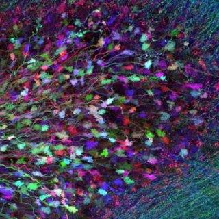 Imperia: ad agosto due nuovi appuntamenti al Laboratorio Papè - la Palestra dell'Arte