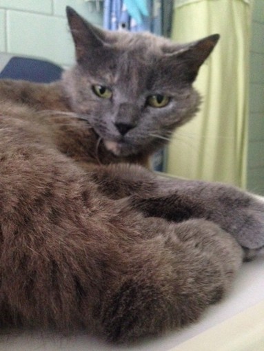 Ventimiglia: una gatta di 14 anni è scappata di casa dall'abitazione di passeggiata Trento Trieste