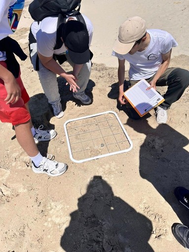 Sanremo, terzo tentativo di nidificazione per una Caretta caretta: nessun uovo sulla spiaggia Sanremo, terzo tentativo di nidificazione per una Caretta caretta: nessun uovo sulla spiaggia