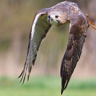 Taggia: l'Associazione Terra di Confine organizza un appuntamento per conoscere meglio i rapaci e la falconeria