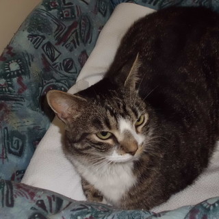 Sanremo: zona foce è stata smarrita la gattina Titti