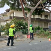 Pini abbattuti in via Padre Semeria a Sanremo, la protesta degli animalisti: “A rischio i nidi degli uccelli”