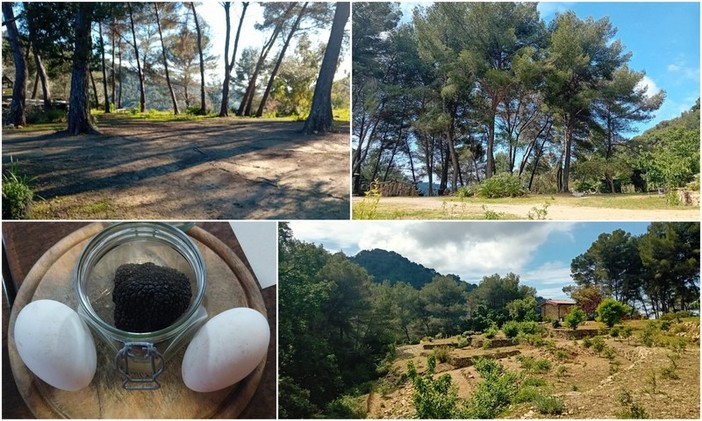 Entroterra, giornata dedicata al tartufo ligure tra Vallebona e Seborga (Foto)