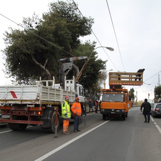 Sanremo: approvato l'intervento per la rimozione dei pali della filovia, questa mattina la decisione della Giunta Sanremo: approvato l'intervento per la rimozione dei pali della filovia, questa mattina la decisione della Giunta