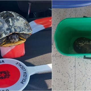 Vallecrosia, tartaruga nel torrente Verbone: recuperata dalla polizia locale (Foto e video)