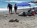 Caretta caretta in spiaggia a Riva Ligure, Benza: “Un segnale bellissimo, frutto di interventi sostenibili” (Video) Caretta caretta in spiaggia a Riva Ligure, Benza: “Un segnale bellissimo, frutto di interventi sostenibili” (Video)