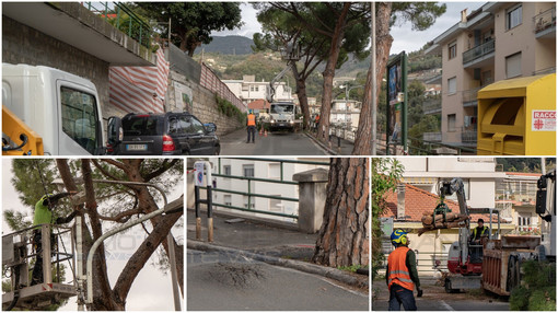 Sanremo: addio ai pini di via Margotti, verrà rifatta la strada e saranno piantati nuovi alberi Sanremo: addio ai pini di via Margotti, verrà rifatta la strada e saranno piantati nuovi alberi