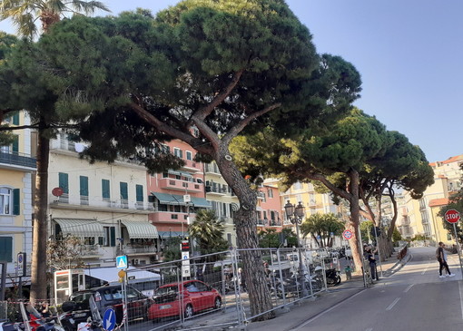 Sanremo: programmato pino da abbattere in via Nino Bixio, il forte sdegno del Comitato P.A.T.