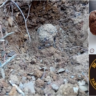 Il tartufo 'Black Prince' di Seborga sbarca al "Riviera Food Festival" di Sanremo (Foto)