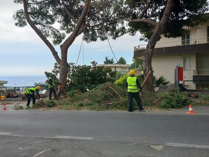 Sanremo, abbattimento pini in via Padre Semeria: la Lipu chiede stop e alternative, allarme biodiversità urbana