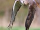 Taggia: l'Associazione Terra di Confine organizza un appuntamento per conoscere meglio i rapaci e la falconeria
