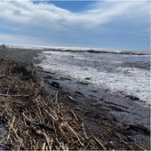 Maltempo, a Ventimiglia tronchi sulla spiaggia. Scullino: "Tutto da rifare" (Foto)