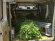 Laigueglia, sorpresi a rubare piante ornamentali in un terreno privato: due albanesi residenti nell'imperiese arrestati dai carabinieri Laigueglia, sorpresi a rubare piante ornamentali in un terreno privato: due albanesi residenti nell'imperiese arrestati dai carabinieri