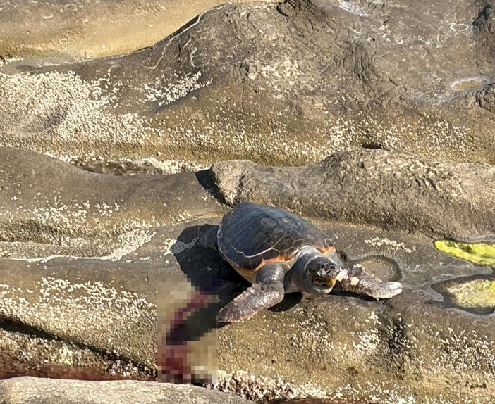 Bordighera, tartaruga incastrata tra gli scogli: scattano i soccorsi