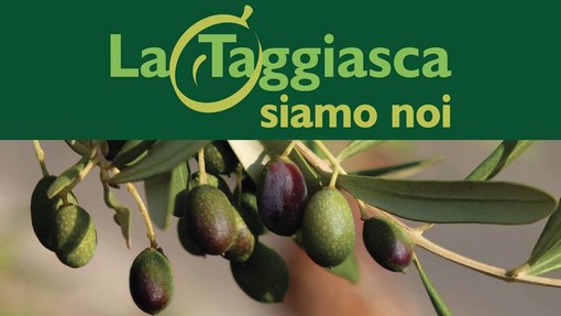 Taggia: la "Taggiasca siamo noi", il programma del grande evento dedicato a questa eccellenza del territorio
