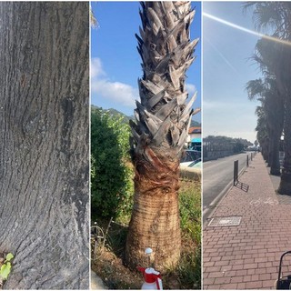 Camporosso protegge il patrimonio verde: al via trattamenti preventivi e curativi su palme e tigli (Foto)