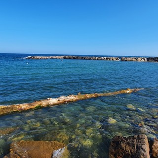 Sanremo: oggi ai bagni lido trovato un tronco di oltre venti metri tirato fuori dall'acqua dai proprietari dello stabilimento (foto) Sanremo: oggi ai bagni lido trovato un tronco di oltre venti metri tirato fuori dall'acqua dai proprietari dello stabilimento (foto)