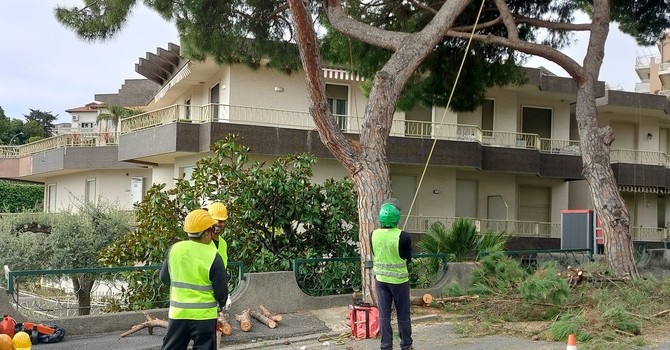 Pini abbattuti in via Padre Semeria a Sanremo, la protesta degli animalisti: “A rischio i nidi degli uccelli” Pini abbattuti in via Padre Semeria a Sanremo, la protesta degli animalisti: “A rischio i nidi degli uccelli”