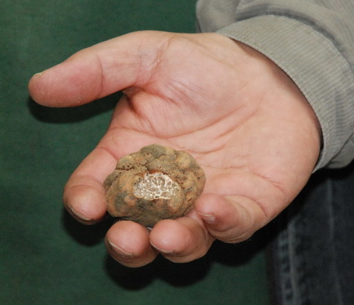 Il tartufo nero ligure sposa la cucina del Ponente e l' olio Dop Riviera ligure