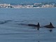 Il saluto dei tursiopi ai turisti di Imperia: osservati speciali dai biologi Il saluto dei tursiopi ai turisti di Imperia: osservati speciali dai biologi