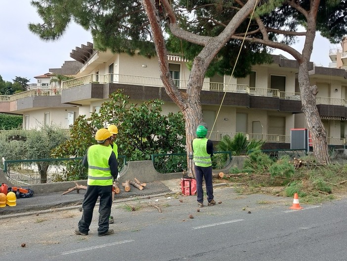 Pini abbattuti in via Padre Semeria a Sanremo, la protesta degli animalisti: “A rischio i nidi degli uccelli”