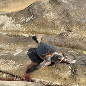 Bordighera, tartaruga incastrata tra gli scogli: scattano i soccorsi