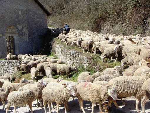 Ok del comitato intergovernativo del patrimonio mondiale: la transumanza è patrimonio culturale dell'Unesco