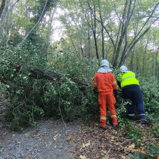 Per crollo di un albero sulla carreggiata, intervento di volontari della Protezione Civile SS. Trinità di Imperia (foto)