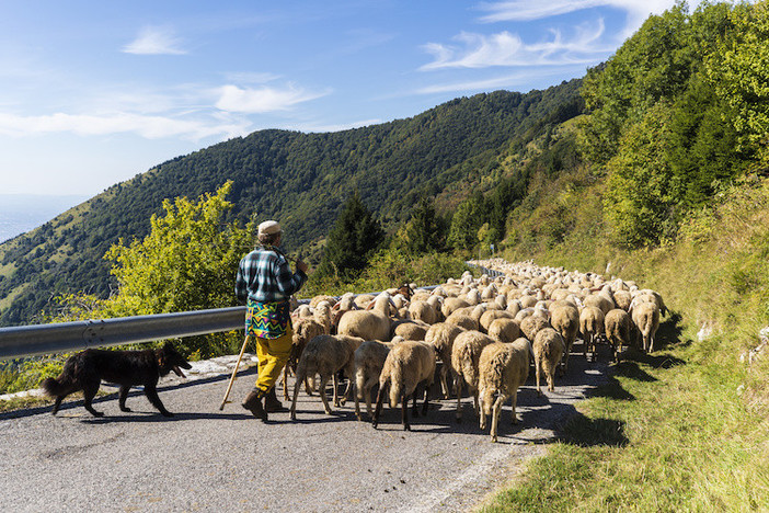 Tradizioni e stili di vita, la storia della transumanza a Montegrosso in un dibattito a Imperia Tradizioni e stili di vita, la storia della transumanza a Montegrosso in un dibattito a Imperia