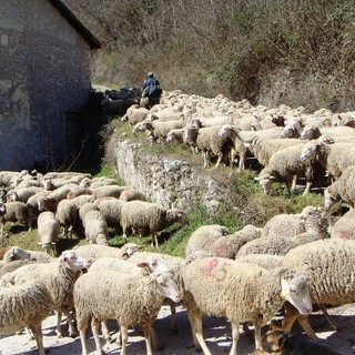 Ok del comitato intergovernativo del patrimonio mondiale: la transumanza è patrimonio culturale dell'Unesco Ok del comitato intergovernativo del patrimonio mondiale: la transumanza è patrimonio culturale dell'Unesco