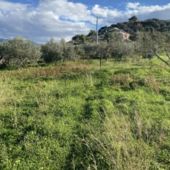 Liguria, ogni ettaro agricolo è un presidio: Coldiretti lancia l’allarme su consumo di suolo e abbandono dei campi Liguria, ogni ettaro agricolo è un presidio: Coldiretti lancia l’allarme su consumo di suolo e abbandono dei campi