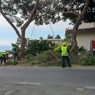 Sanremo, abbattimento pini in via Padre Semeria: la Lipu chiede stop e alternative, allarme biodiversità urbana