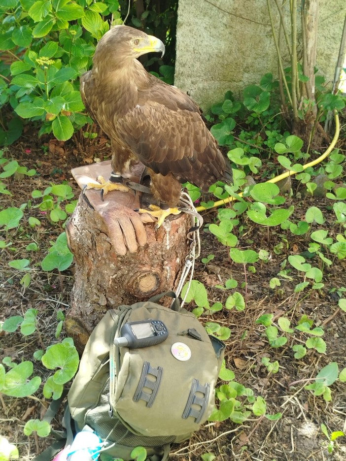 A Triora una due giorni dedicata alla didattica di falconeria con Terra di Confine