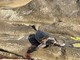 Bordighera, tartaruga incastrata tra gli scogli: scattano i soccorsi Bordighera, tartaruga incastrata tra gli scogli: scattano i soccorsi
