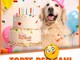 Il compleanno del nostro amico a 4 zampe? Adesso anche lui ha la sua torta !