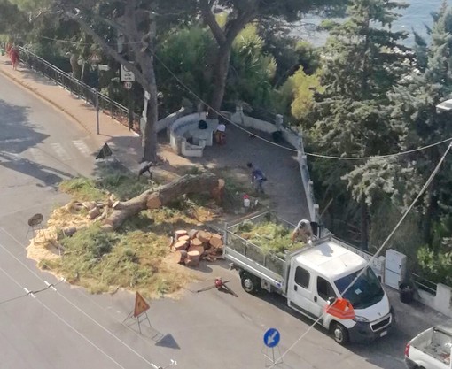 Ad Ospedaletti va avanti il taglio degli alberi pericolosi ma su Facebook non mancano le polemiche