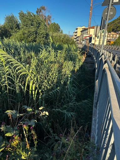 Torrente Nervia, Morabito al comune di Camporosso: "Le segnalazioni c’erano già, ora servono tempi certi per l’intervento" Torrente Nervia, Morabito al comune di Camporosso: "Le segnalazioni c’erano già, ora servono tempi certi per l’intervento"