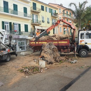 Addio all'eucaliptus di piazza Tiziano Chierotti ad Arma di Taggia, Conio "Dal taglio emersa correttezza del nostro operato"