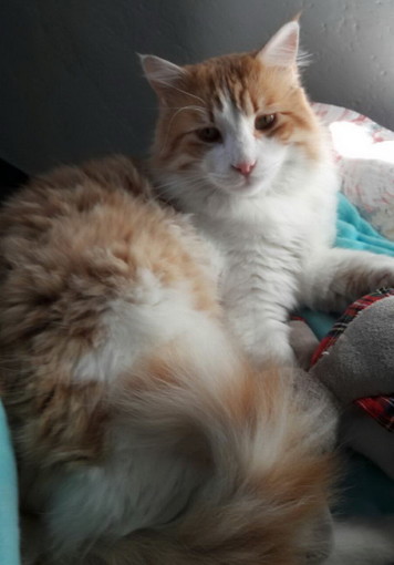 Sanremo: il bellissimo gattone Teo ha bisogno di una nuova famiglia Sanremo: il bellissimo gattone Teo ha bisogno di una nuova famiglia