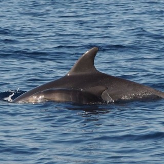“Raffy e Sunflower”, azienda triestina adotta una coppia di delfini per ricordare una collega scomparsa “Raffy e Sunflower”, azienda triestina adotta una coppia di delfini per ricordare una collega scomparsa