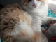 Sanremo: il bellissimo gattone Teo ha bisogno di una nuova famiglia Sanremo: il bellissimo gattone Teo ha bisogno di una nuova famiglia