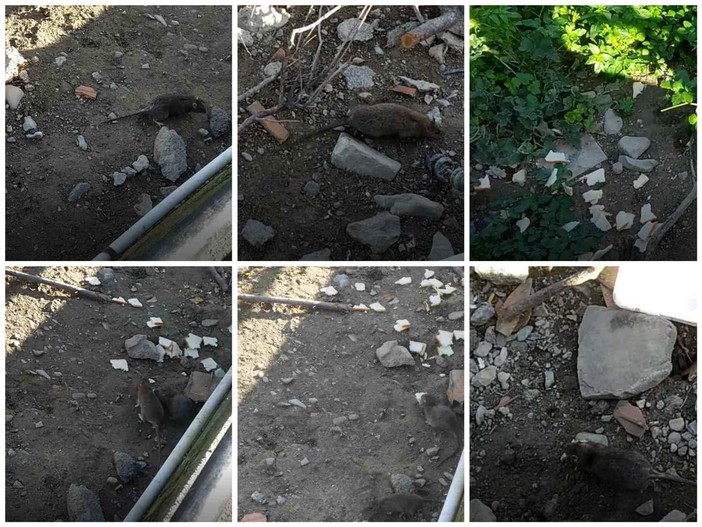 Imperia: una colonia di topi sull'Argine Destro a pochi metri dal marciapiede che porta alla stazione (foto e video) Imperia: una colonia di topi sull'Argine Destro a pochi metri dal marciapiede che porta alla stazione (foto e video)